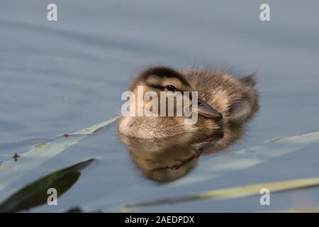 Schnatterente (Anas strepera), junges Küken Schwimmen im Teich, Hortobágy, Nationalpark Hortobágy, Ungarn Stockfoto