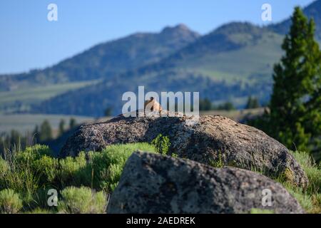 Yellow Bellied Marmot sitzt auf große Boulder im Yellowstone Wildnis Stockfoto