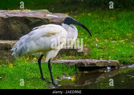 Schwarze Leitung oriental White ibis in Nahaufnahme, in der Nähe von bedrohten Vogel specie aus Indonesien Stockfoto