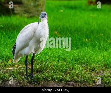 Closeup Portrait eines Schwarzen vorangegangen Oriental white Ibis, in der Nähe der bedrohten Vogel specie aus Indonesien Stockfoto