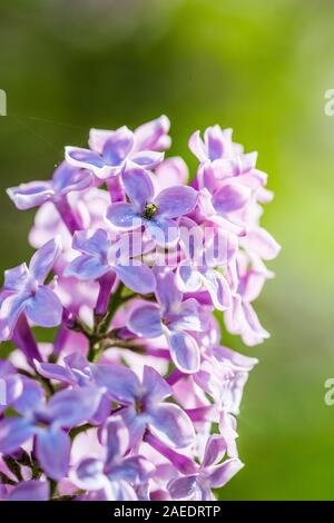 Detail der Blumen Flieder im Frühling Stockfoto