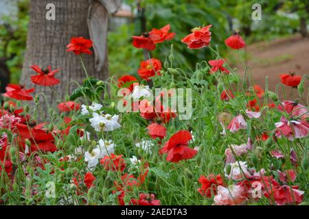 Patch von Mohn Blumen (Mohnblumen - Papaveroideae). Weißen, rosa und roten am Ende der Stängel, mit vielen hängenden Knospen und ein Baum im Hintergrund Stockfoto