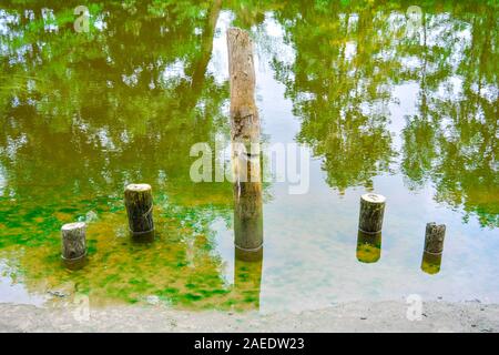 Sandstrand und alte verwitterte Holz- beiträge in spiegelnden Wasser des seichten Fluss oder Kanal mit Algen und Schlick Stockfoto