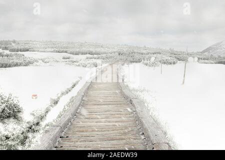 Moss im Riesengebirge im Nationalpark in Tschechien, Riesengebirge. Schnee auf Moss und schneit. Es ist schönes Reiseziel. Es ist Winter Stockfoto