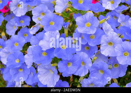 Blumenbeet mit Petunia lila Blüten. Bunte violett Petunie Blume. Nahaufnahme von Petunia Blumen blühen. Petunia Blüte im Sommer Garten Stockfoto