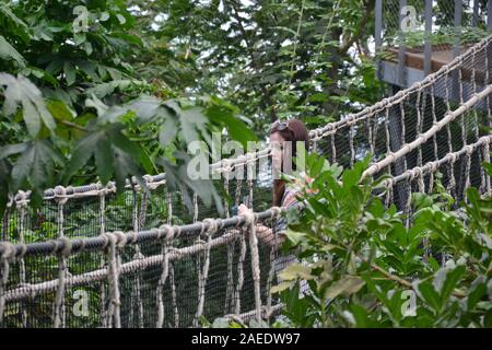 Junge kaukasier, Brunette, langhaarigen lady Sonnenbrille tragen auf dem Kopf steht auf einer Hängebrücke in den Baumkronen des Dschungels, auf der Suche sehr nervös Ein Stockfoto