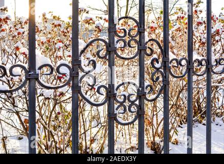 Detailansicht gefrorene Kälte Eisenzaun mit Schnee auf den Hintergrund der schneebedeckten Hagebutten Büschen mit rote reife Beeren. Schnee bedeckt dekorative Bügeleisen latti Stockfoto