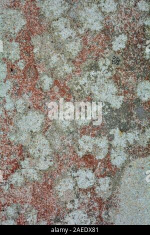 Rote und schwarze Flechten auf Betonplatte. Grunge Hintergrund. Textur des alten steinernen Oberfläche Stockfoto