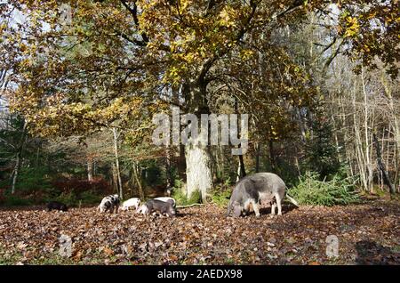 Schweine Roaming und essen Eicheln im New Forest unter einer Eiche in Bolderwood Stockfoto