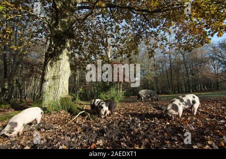 Schweine Roaming und essen Eicheln im New Forest unter einer Eiche in Bolderwood Stockfoto