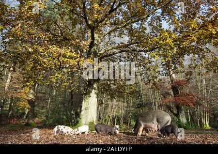 Schweine Roaming und essen Eicheln im New Forest unter einer Eiche in Bolderwood Stockfoto