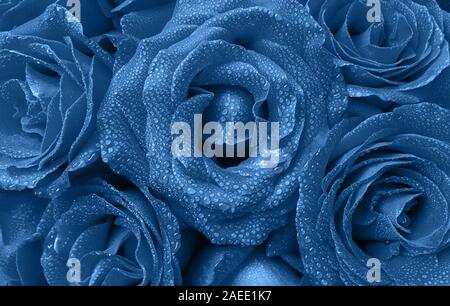 Floral background von schönen Rosen Knospen mit Wassertropfen auf die Blütenblätter in der angesagten Farbe Blau. Farbe des Jahres Konzept 2020. Ansicht von oben. Stockfoto