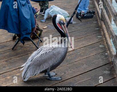 Nahaufnahme eines erwachsenen Pacific Brown pelican in Oceanside, Südkalifornien, die versuchen, den Fang von Fischen aus dem Pier zu stehlen Stockfoto