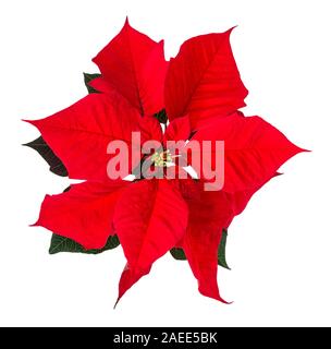 Nahaufnahme von einem roten Weihnachtsstern, Weihnachtsstern Blume Hüllblätter (Euphorbia pulcherrima). Auf weissem Hintergrund. Stockfoto