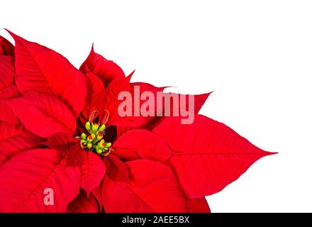 Nahaufnahme von einem roten Weihnachtsstern, Weihnachtsstern Blume Hüllblätter (Euphorbia pulcherrima). Auf weissem Hintergrund. Stockfoto