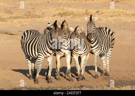 Vier Zebras stehen dicht beieinander auf trockenem Boden in Kruger Park in Südafrika