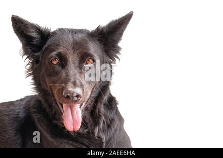 Schwarz Grau Hund mutt leidet unter der Hitze auf der Straße in der Stadt. Er hielt seine Zunge heraus, von der Hitze. Kopf Nahaufnahme, isolieren. Blick sieht in Stockfoto