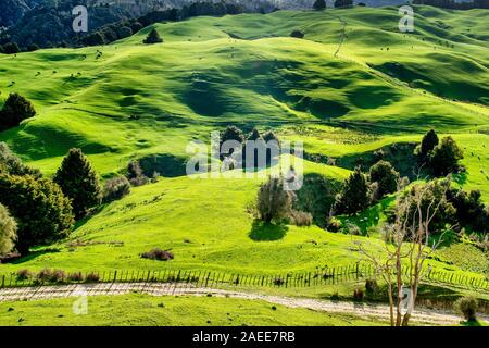 Licht und Schatten auf dem Grünen ländliche Beweidung Landwirtschaft Landwirtschaft Land jenseits der Schmutz Feldweg Stockfoto