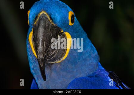 Hyazinth-Ara (Anodorhynchus Hyacinthinus), oder sieht Ara mit lebendigen, tiefblaue Federn. Stockfoto