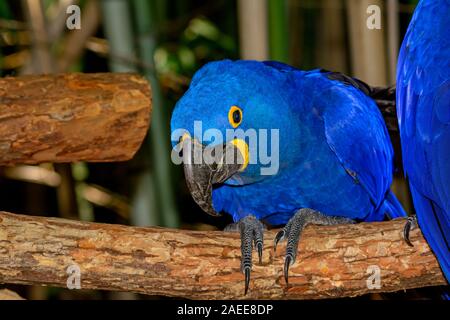 Hyazinth-Ara (Anodorhynchus Hyacinthinus), oder sieht Ara mit lebendigen, tiefblaue Federn. Stockfoto