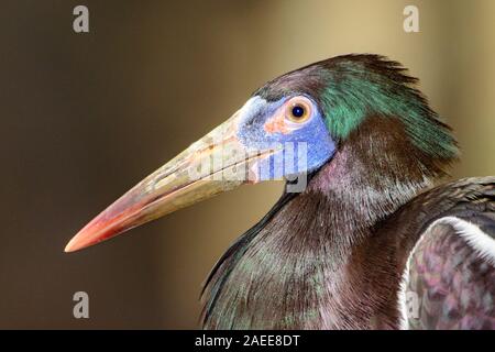 Abdim der Storch (Ciconia abdimii) Nahaufnahme des Gesichts, Profil Stockfoto