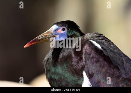 Abdim der Storch (Ciconia abdimii) close-up Stockfoto