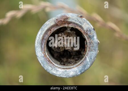 Alte Wespennest in einem hohlen Metallrohr Stockfoto