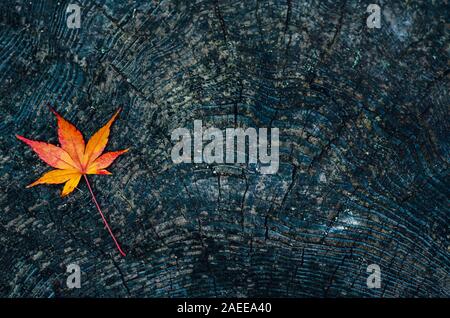 Bunte maple leaf Tropfen auf dunklem Holz Boden im Herbst in Japan. Stockfoto