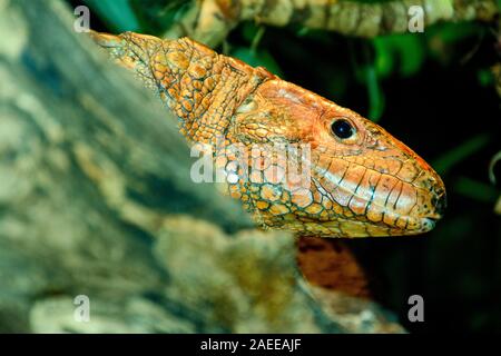 Caiman Lizard oder Wasser tegu oder Dracaena close-up Stockfoto