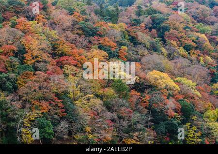 Bunte Berg mit Ahorn Hintergrund in Arashiyama, Kyoto im Herbst in Japan. Stockfoto