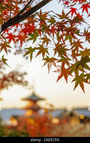 Bunten Ahornblätter im Herbst Jahreszeit mit verschwommenen Hintergrund der Kiyomizu-dera Tempel in Kyoto, Japan. Stockfoto