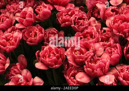 Flower Garden in Thailand. Stockfoto