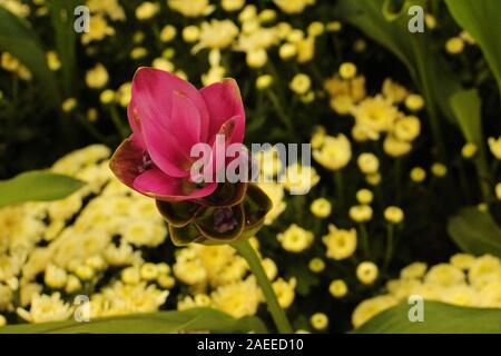 Flower Garden in Thailand. Stockfoto
