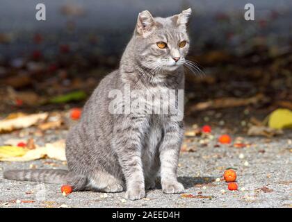 Wilde streunende grau Bauernhof Katze sitzt um Ablagerungen von Baum auf der Erde suchen Zuschauer Recht auf. Ohr abgeschnitten. Stockfoto