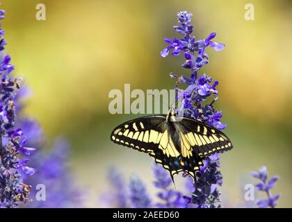 Close up Eastern tiger swallowtail Butterfly trinken Nektar von lila Blüten. Stockfoto