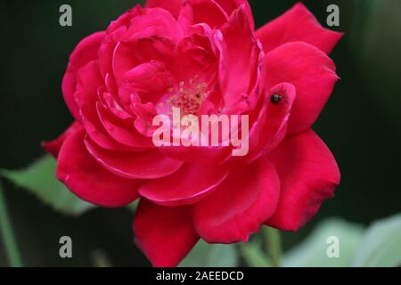 Knospen der roten Rosen unter den grünen Blättern. Rote Rose Blume blühen in Rosen Garten auf Hintergrund rote Rosen Blumen Stockfoto