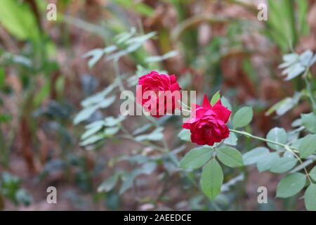 Knospen der roten Rosen unter den grünen Blättern. Rote Rose Blume blühen in Rosen Garten auf Hintergrund rote Rosen Blumen Stockfoto