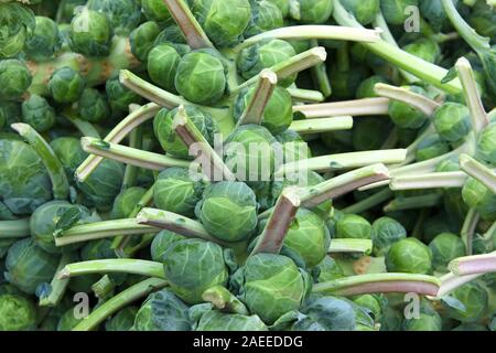 Nahaufnahme auf Stapel von Rosenkohl noch auf dem Halm, frisch vom Feld geerntet. Rosenkohl sind in der gleichen Art wie Brokkoli, Kohl, Stockfoto
