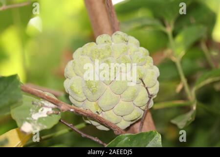 Frische Zucker Apfel Baum im Garten tropische Früchte Cherimoya auf Natur grüner Hintergrund Stockfoto