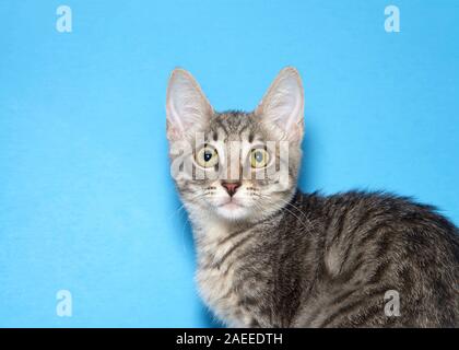 Porträt einer überrascht tabby Kitten die Hälfte Profil anzeigen der Körper leicht über dem Betrachter. Blauer Hintergrund mit Kopie Raum Stockfoto