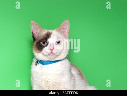 Porträt von einem entzückenden kleinen Siam mix Kitten trägt ein blaues Halsband mit Glocke leicht suchen Zuschauer Recht auf. Grüner Hintergrund mit Kopieren s Stockfoto