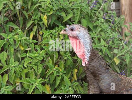 Eine Türkei Henne, alt und verwohnt, essen Samen aus einer Blume Bush auf einem kleinen Bauernhof. Stockfoto