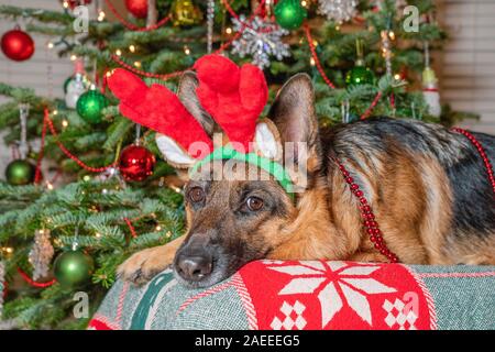 Deutscher Schäferhund das Tragen der roten Rentier Geweih warten auf Santa Claus vor geschmückten Weihnachtsbaum. Stockfoto