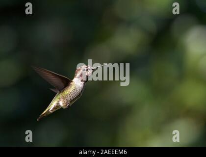 Anna's Hummingbird im Flug, nass nach dem Spielen im Wasser Brunnen baden, mit Bäumen im Hintergrund. Stockfoto