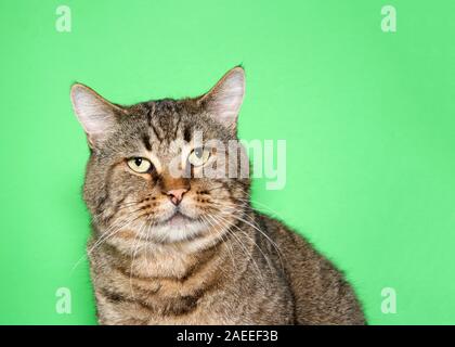 Porträt einer chubby grau und braun Tabby Katze beim Betrachter. Grüner Hintergrund mit kopieren. Stockfoto