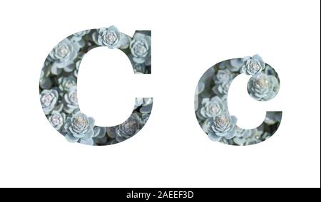 Buchstabe C Groß- und Kleinbuchstaben isoliert auf einem weißen Hintergrund. Englische Alphabet dekoriert mit Downhill chinesischen Dunse Cap Crassula isolieren Stockfoto