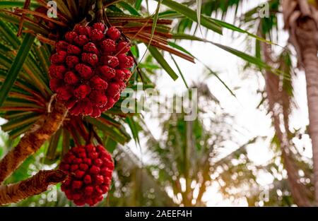 Pandanus tectorius Baum mit reifen hala Frucht auf unscharfen Hintergrund der Kokospalme am tropischen Strand mit Sonnenlicht. Tahitian screwpine Zweig und Rot Stockfoto