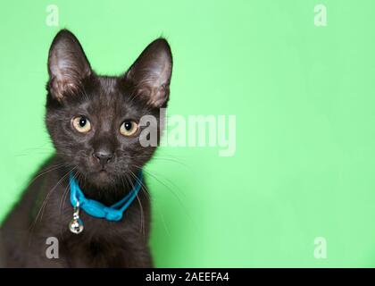 Close up Portrait von eine liebenswerte kleine schwarze Katze mit goldgelben Augen trägt einen Teal Blue Halsband mit Glocke direkt auf Viewer. Light mint Gree Stockfoto