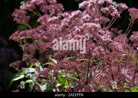 Rosa Joe-Pye Unkraut Eutrochium Maculatum Blume Pflanze Blätter gefleckt Stockfoto