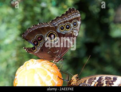 Blaue Morpho auf orange mit gemeinsamen Roßkastanie Schmetterling auf der Unterseite sowohl Fütterung von einem frisch geschälte Orange. Flügel beschädigt fehlenden großen Abschnitt a Stockfoto